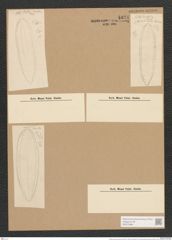 Surirella saxonica Auersw. (de-Toni-Nr.: Genus 53, Species 2217) Zeichnungen Sammlung Grunow Nr. 4631 (NHMW-BOT-W0372684)
